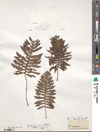 Polypodium vulgare image