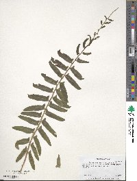 Polystichum acrostichoides image