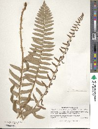 Polystichum acrostichoides image