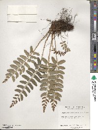 Polystichum acrostichoides image