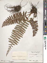 Polystichum acrostichoides image