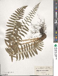 Polystichum acrostichoides image