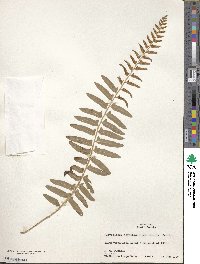 Polystichum acrostichoides image