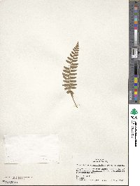 Polystichum acrostichoides image