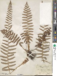 Polystichum acrostichoides image