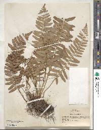 Polystichum acrostichoides image