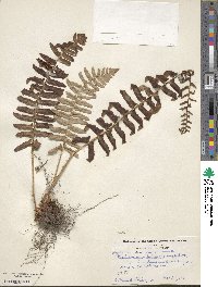 Polystichum acrostichoides image