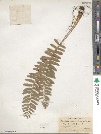 Polystichum acrostichoides image