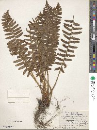 Polystichum acrostichoides image