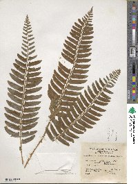 Polystichum acrostichoides image