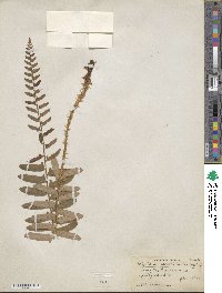 Polystichum acrostichoides image