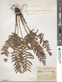 Polystichum acrostichoides image