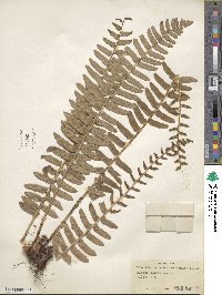 Polystichum acrostichoides image