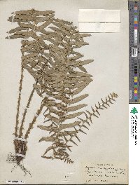 Polystichum acrostichoides image