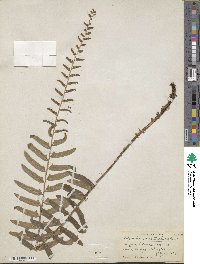 Polystichum acrostichoides image