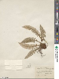 Polystichum acrostichoides image