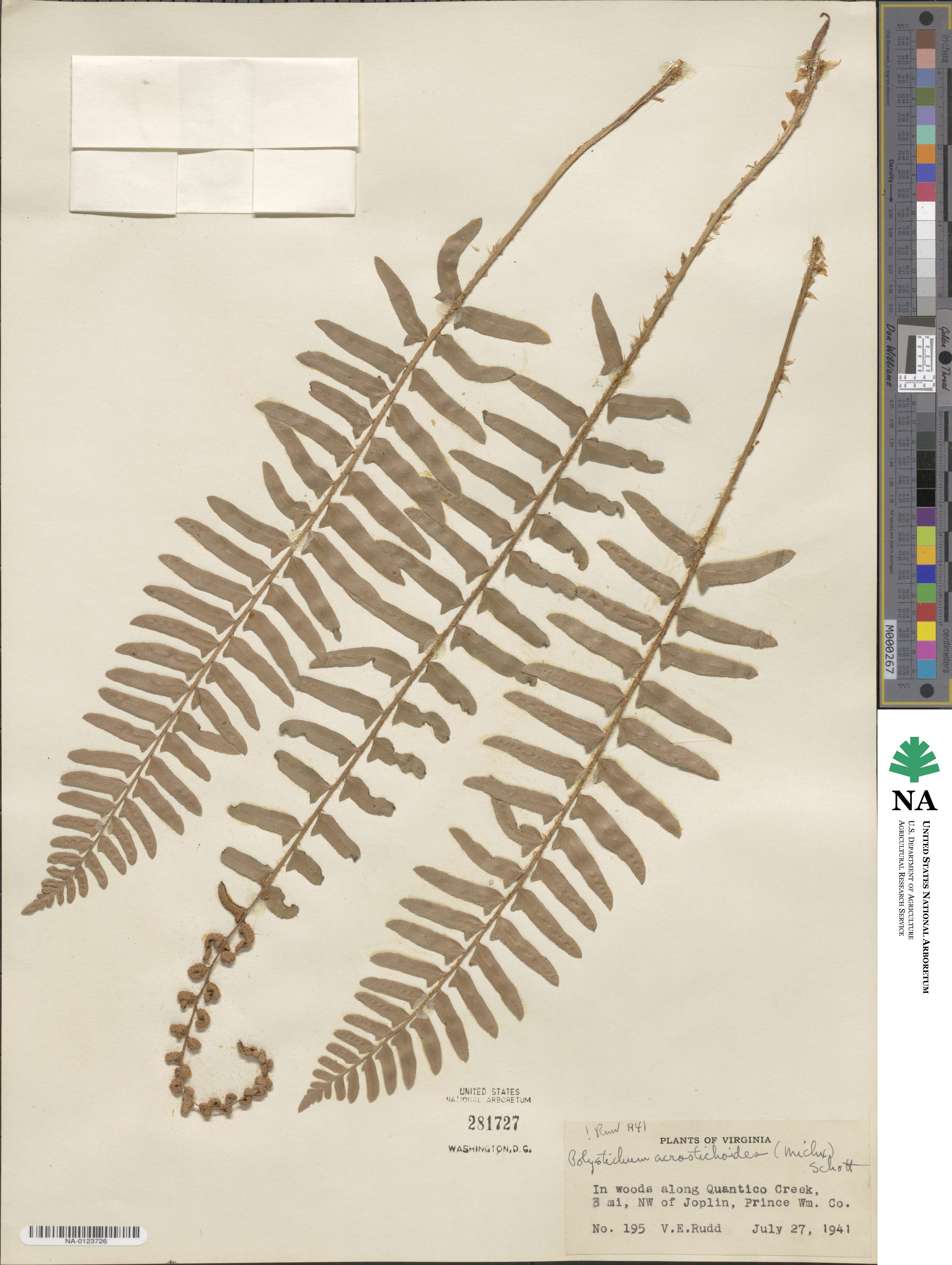 Polystichum acrostichoides image