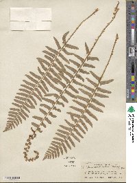 Polystichum acrostichoides image