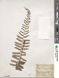 Polystichum acrostichoides image