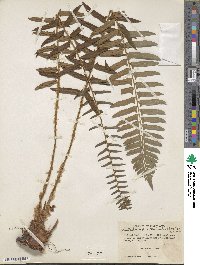 Polystichum acrostichoides image