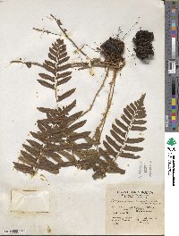 Polystichum acrostichoides image