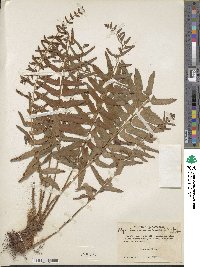 Polystichum acrostichoides image