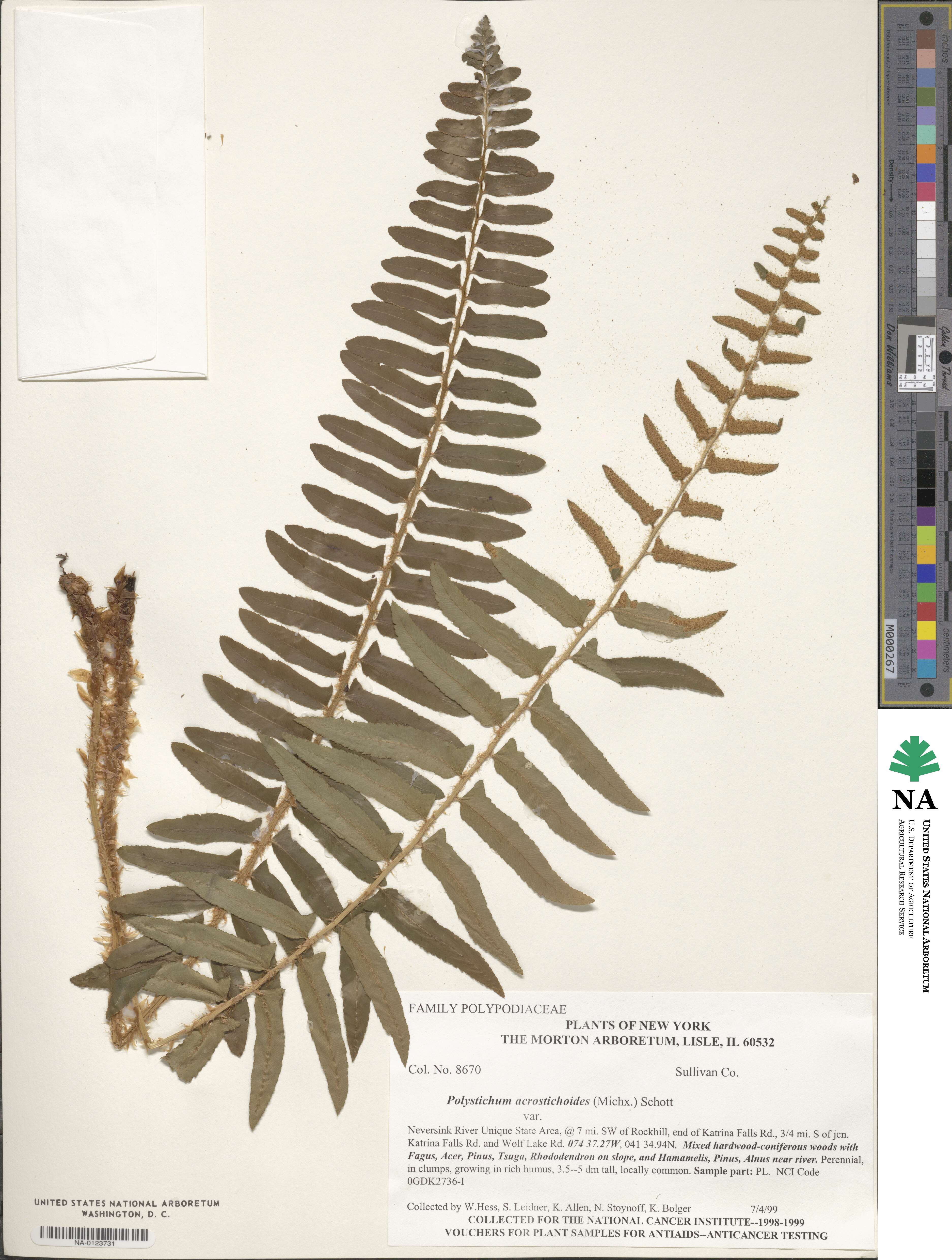 Polystichum image