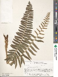 Polystichum acrostichoides image