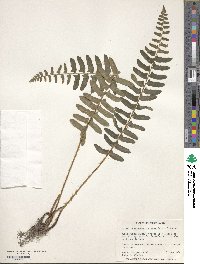 Polystichum acrostichoides image