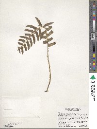 Polystichum acrostichoides image