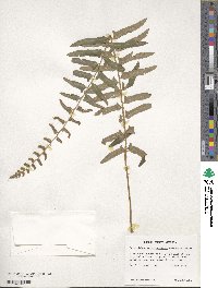 Polystichum acrostichoides image