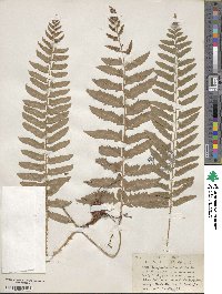 Polystichum acrostichoides image