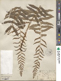 Polystichum acrostichoides image