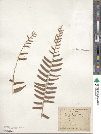 Polystichum acrostichoides image