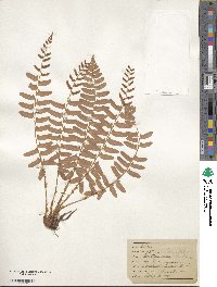 Polystichum acrostichoides image