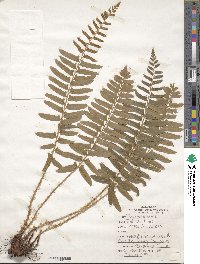 Polystichum acrostichoides image