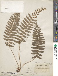 Polystichum acrostichoides image