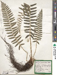 Polystichum acrostichoides image