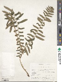 Polystichum acrostichoides image