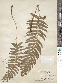 Polystichum acrostichoides image