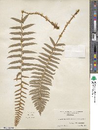 Polystichum acrostichoides image