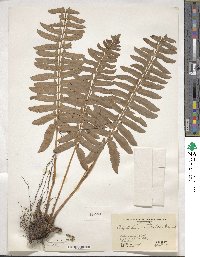 Polystichum acrostichoides image