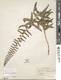 Polystichum acrostichoides image