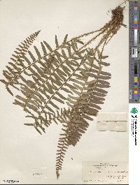 Polystichum acrostichoides image