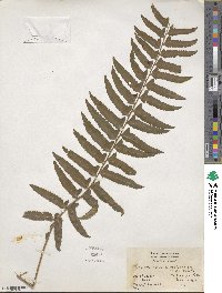 Polystichum acrostichoides image