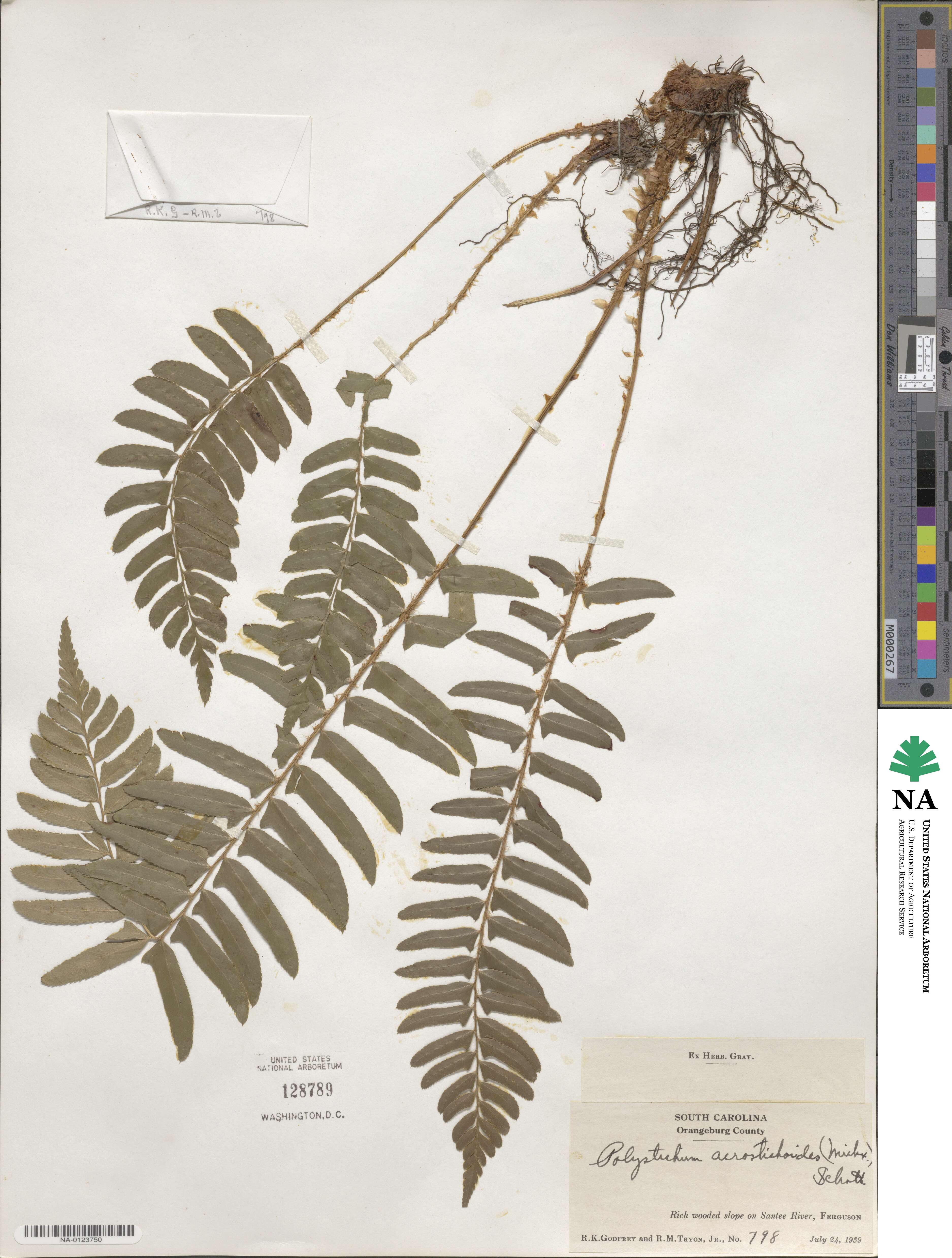 Polystichum image