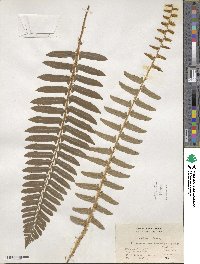 Polystichum acrostichoides image