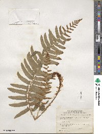 Polystichum acrostichoides image