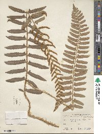 Polystichum acrostichoides image