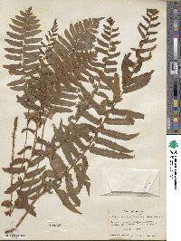 Polystichum acrostichoides image